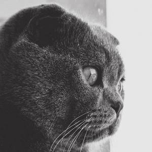 一只浮桥资料,一只浮桥最新歌曲,一只浮桥MV视频,一只浮桥音乐专辑,一只浮桥好听的歌