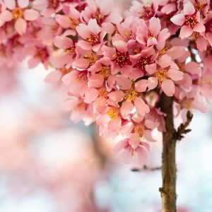 Sakura-Mix资料,Sakura-Mix最新歌曲,Sakura-MixMV视频,Sakura-Mix音乐专辑,Sakura-Mix好听的歌