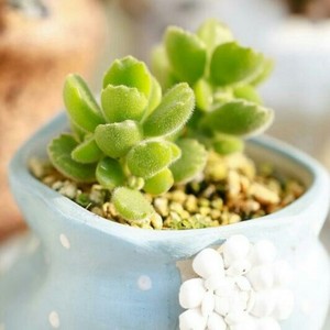 夜光资料,夜光最新歌曲,夜光MV视频,夜光音乐专辑,夜光好听的歌