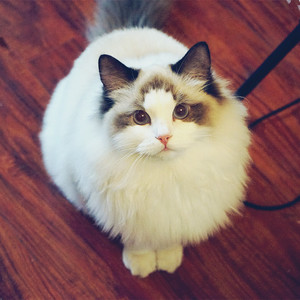 小猫资料,小猫最新歌曲,小猫MV视频,小猫音乐专辑,小猫好听的歌