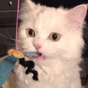 Lei资料,Lei最新歌曲,LeiMV视频,Lei音乐专辑,Lei好听的歌