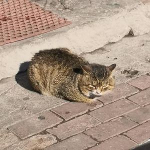 爱江山更爱美人