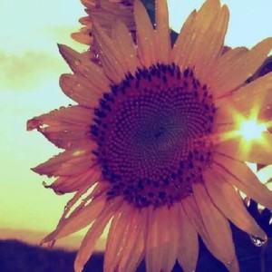 粉红色的回忆 (Live)