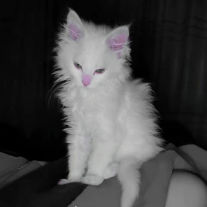 爸爸妈妈听我心里话 (伴奏)