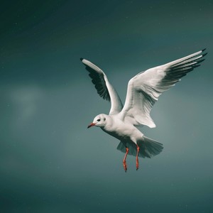 今夜你会不会来