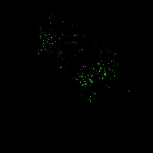 浮光跃金资料,浮光跃金最新歌曲,浮光跃金MV视频,浮光跃金音乐专辑,浮光跃金好听的歌