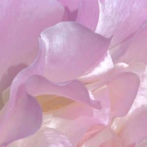 己.资料,己.最新歌曲,己.MV视频,己.音乐专辑,己.好听的歌