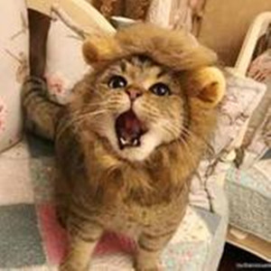 猫球球资料,猫球球最新歌曲,猫球球MV视频,猫球球音乐专辑,猫球球好听的歌