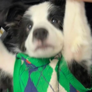 软山Rlanco资料,软山Rlanco最新歌曲,软山RlancoMV视频,软山Rlanco音乐专辑,软山Rlanco好听的歌