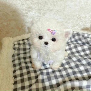 莓里merly资料,莓里merly最新歌曲,莓里merlyMV视频,莓里merly音乐专辑,莓里merly好听的歌