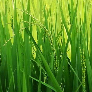 心雨 - 撞了南墙不醒悟 (COVER版)