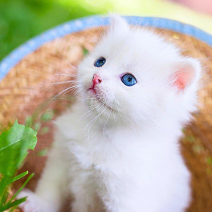 梧桐下的夜语资料,梧桐下的夜语最新歌曲,梧桐下的夜语MV视频,梧桐下的夜语音乐专辑,梧桐下的夜语好听的歌