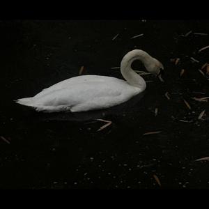 Veer资料,Veer最新歌曲,VeerMV视频,Veer音乐专辑,Veer好听的歌