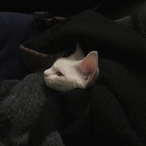 不语.资料,不语.最新歌曲,不语.MV视频,不语.音乐专辑,不语.好听的歌