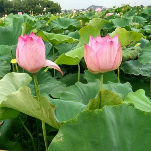 双资料,双最新歌曲,双MV视频,双音乐专辑,双好听的歌