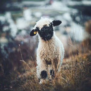 皮皮船长资料,皮皮船长最新歌曲,皮皮船长MV视频,皮皮船长音乐专辑,皮皮船长好听的歌