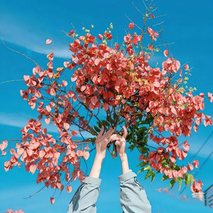 量子香菜资料,量子香菜最新歌曲,量子香菜MV视频,量子香菜音乐专辑,量子香菜好听的歌