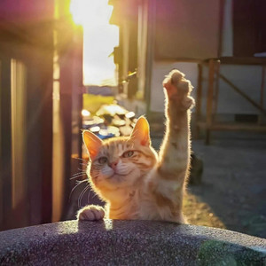 阳光少年资料,阳光少年最新歌曲,阳光少年MV视频,阳光少年音乐专辑,阳光少年好听的歌