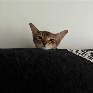 coty资料,coty最新歌曲,cotyMV视频,coty音乐专辑,coty好听的歌