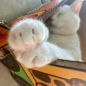 亦亦资料,亦亦最新歌曲,亦亦MV视频,亦亦音乐专辑,亦亦好听的歌