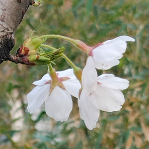 荷花叶子资料,荷花叶子最新歌曲,荷花叶子MV视频,荷花叶子音乐专辑,荷花叶子好听的歌