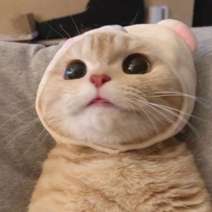 我是一颗大包菜资料,我是一颗大包菜最新歌曲,我是一颗大包菜MV视频,我是一颗大包菜音乐专辑,我是一颗大包菜好听的歌