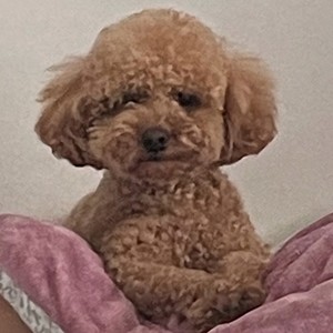 DINHO资料,DINHO最新歌曲,DINHOMV视频,DINHO音乐专辑,DINHO好听的歌