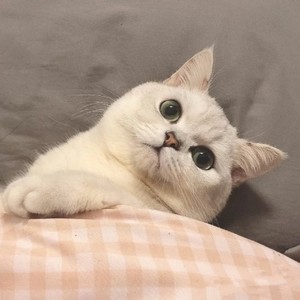 路灯下的小姑娘 (DJ版)