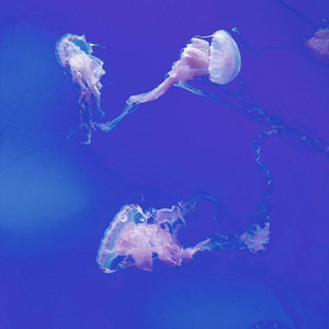 可爱蛙资料,可爱蛙最新歌曲,可爱蛙MV视频,可爱蛙音乐专辑,可爱蛙好听的歌