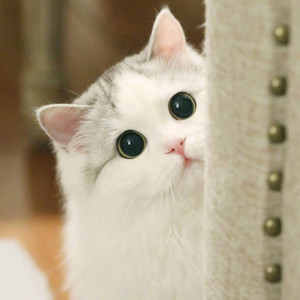 澪资料,澪最新歌曲,澪MV视频,澪音乐专辑,澪好听的歌