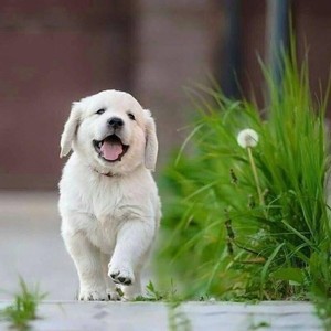 头铁老阿姨资料,头铁老阿姨最新歌曲,头铁老阿姨MV视频,头铁老阿姨音乐专辑,头铁老阿姨好听的歌