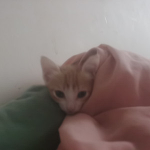 秦风冷夜资料,秦风冷夜最新歌曲,秦风冷夜MV视频,秦风冷夜音乐专辑,秦风冷夜好听的歌