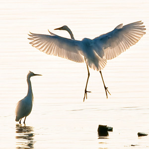 麦可sz资料,麦可sz最新歌曲,麦可szMV视频,麦可sz音乐专辑,麦可sz好听的歌