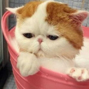 张成武资料,张成武最新歌曲,张成武MV视频,张成武音乐专辑,张成武好听的歌