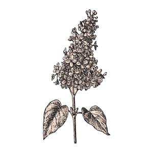 Lilac Kings资料,Lilac Kings最新歌曲,Lilac KingsMV视频,Lilac Kings音乐专辑,Lilac Kings好听的歌