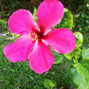 Padmani资料,Padmani最新歌曲,PadmaniMV视频,Padmani音乐专辑,Padmani好听的歌