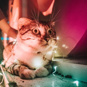 地主家的汤姆资料,地主家的汤姆最新歌曲,地主家的汤姆MV视频,地主家的汤姆音乐专辑,地主家的汤姆好听的歌