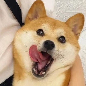 橙子 - 如果可以选择