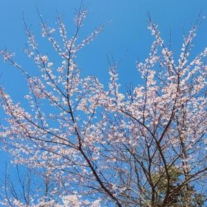 卿似风资料,卿似风最新歌曲,卿似风MV视频,卿似风音乐专辑,卿似风好听的歌