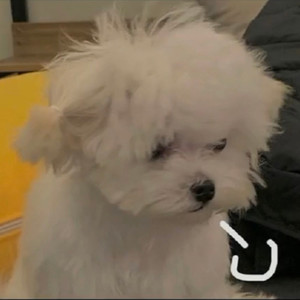 段花花不吃辣资料,段花花不吃辣最新歌曲,段花花不吃辣MV视频,段花花不吃辣音乐专辑,段花花不吃辣好听的歌