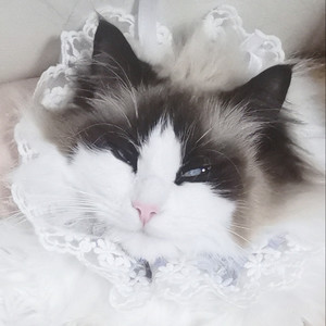 星曈资料,星曈最新歌曲,星曈MV视频,星曈音乐专辑,星曈好听的歌