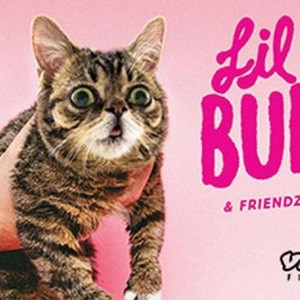 Lil Bub资料,Lil Bub最新歌曲,Lil BubMV视频,Lil Bub音乐专辑,Lil Bub好听的歌