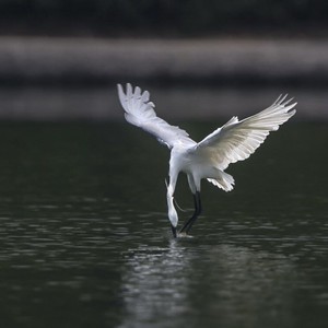 燕子呢喃资料,燕子呢喃最新歌曲,燕子呢喃MV视频,燕子呢喃音乐专辑,燕子呢喃好听的歌