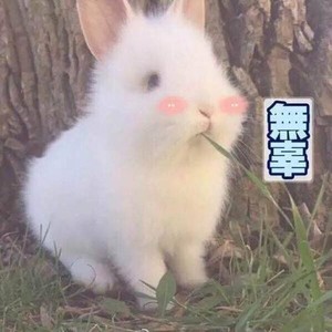 落笺资料,落笺最新歌曲,落笺MV视频,落笺音乐专辑,落笺好听的歌