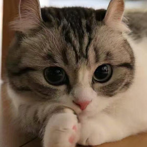 墨夭资料,墨夭最新歌曲,墨夭MV视频,墨夭音乐专辑,墨夭好听的歌