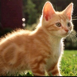 山花草目资料,山花草目最新歌曲,山花草目MV视频,山花草目音乐专辑,山花草目好听的歌