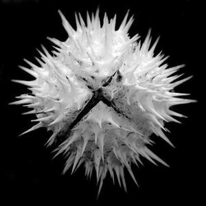 Datura Dilema资料,Datura Dilema最新歌曲,Datura DilemaMV视频,Datura Dilema音乐专辑,Datura Dilema好听的歌