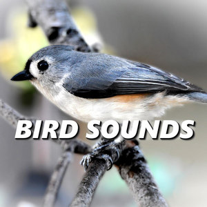 Bird Sounds资料,Bird Sounds最新歌曲,Bird SoundsMV视频,Bird Sounds音乐专辑,Bird Sounds好听的歌