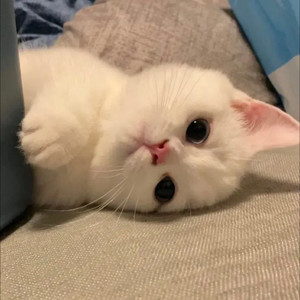 墨明初雪资料,墨明初雪最新歌曲,墨明初雪MV视频,墨明初雪音乐专辑,墨明初雪好听的歌