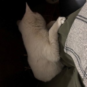 王大喵资料,王大喵最新歌曲,王大喵MV视频,王大喵音乐专辑,王大喵好听的歌